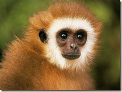 cheerful-monkey