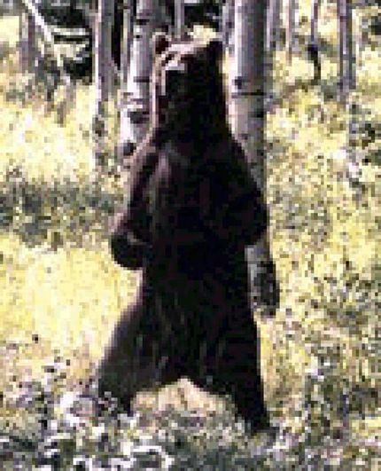 grizz 09