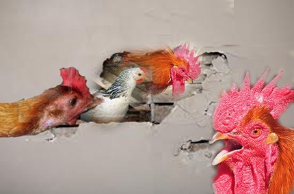Chickens in my wall